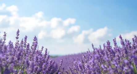 Fototapeta premium a backdrop illustrating natural beauty with spring lavender blooms