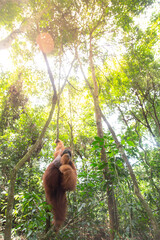 Orangutans swinging in Bukit Lawang national park in Sumatra, Indonesia during a sunny day in the forest © prelevicm