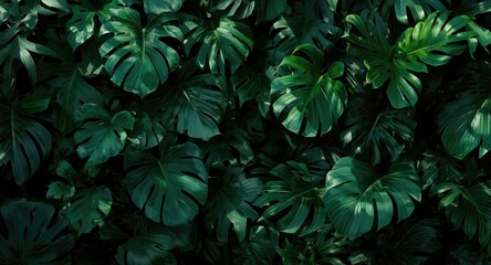 Fototapeta premium Lush tropical greenery backdrop with various broad leaves and shadow interplay perfect for natural copy space
