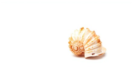 Detailed macro shot of a marine Rapana shell with white background for copy space