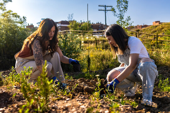 Two young women volunteering, planting small trees and sprouts in a community garden