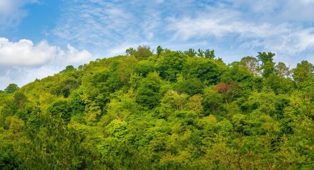 Obraz premium Green hillside rich with natural tree species and thriving forest vegetation