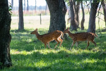 Selbstklebende Fototapeten Rehe roe deer in the woods  © Eduardo