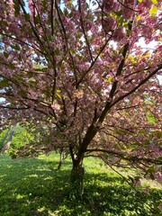 Obraz premium Cherry blossom tree in full bloom with vibrant pink flowers and green foliage