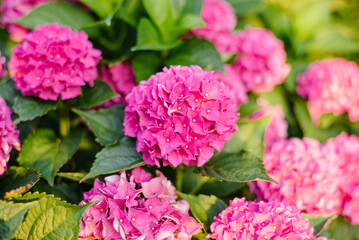 Obraz premium Close View of Pink Hydrangea in Full Bloom