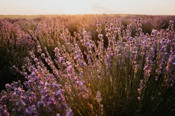 Obraz premium Lavender field in bloom during sunset with warm golden light
