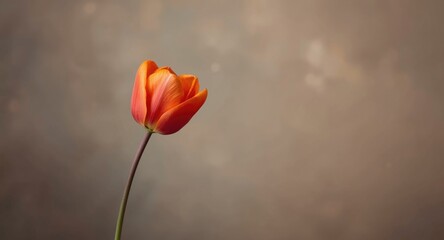 Obraz premium A single tulip bloom emphasized by a quiet textured background