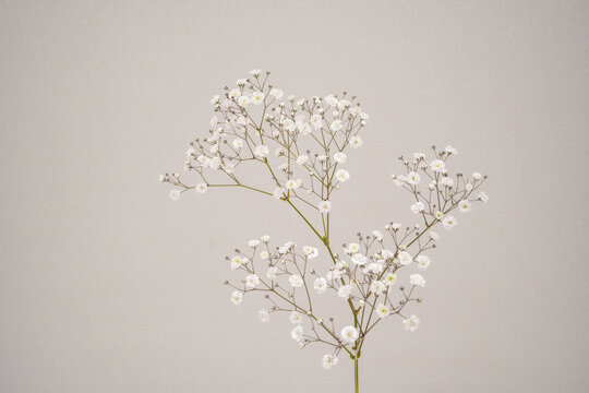 かすみ草 Images – Browse 6,575 Stock Photos, Vectors, and Video