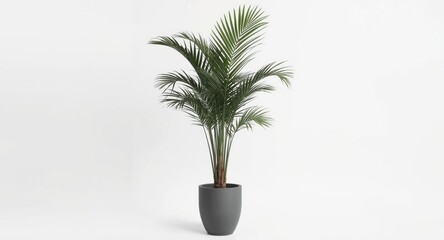 Obraz premium Grey Kentia Palm Tree potted as a stylish indoor houseplant on plain white backdrop