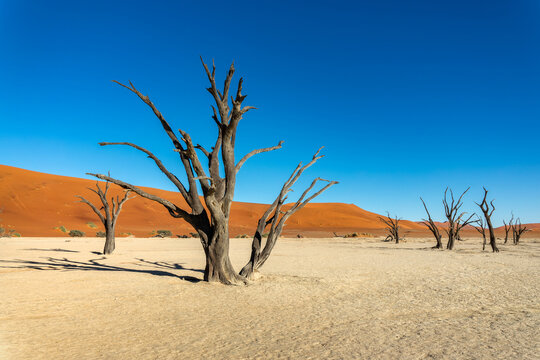 Deadvlei (or Dead Vlei), dead  trees and sand dunes in Sossusvlei, Namib Naukluft national park, Namibia scenic landscape, Africa