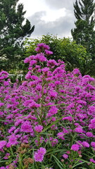 Obraz premium Blooming Purple Aster Flowers in Lush Garden