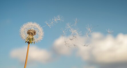 Obraz premium A gentle wind carrying seeds away from a dandelion puff