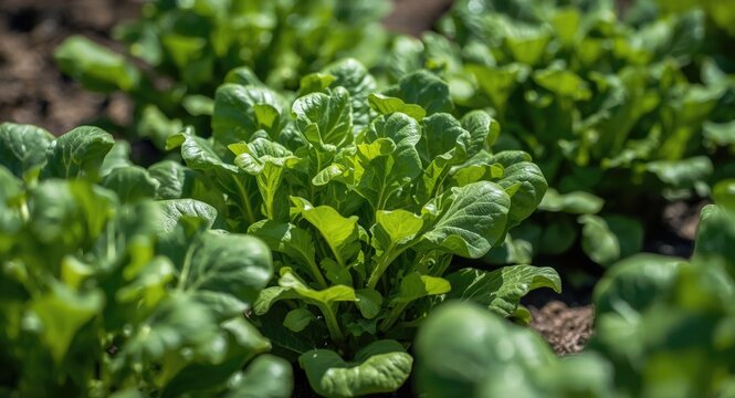 Lush salad green crops growing in an outdoor garden