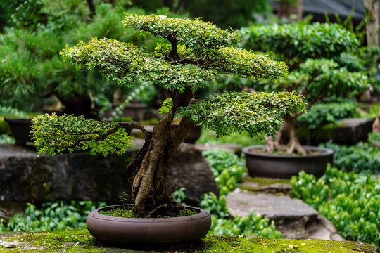 bonsai garden, Wuhou Shrine Complex (Wǔh&oacute;uc&iacute;) 223 AD, Chengdu,  Sichuan, People's Republic of China, Asia