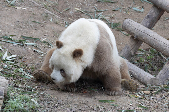 Close up Funny Brown Panda, Qi Zai, resting on the yard, Qinling Sibao Science Park , China