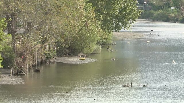 Some birds in the river Entella