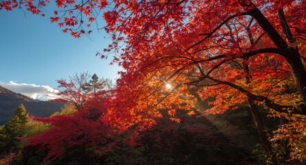Japanese fall landscape filled with lush red maple foliage