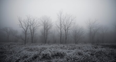 Fototapeta premium Cold and eerie winter forest scene wrapped in heavy fog and frost