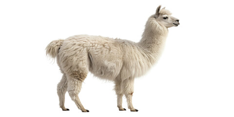 Fototapeta premium Realistic Alpaca Isolated on White Background