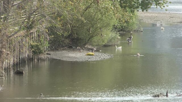 Different species of birds in the river Entella