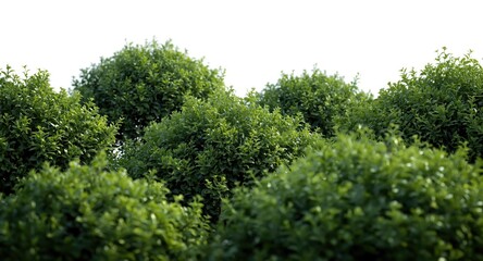 Fototapeta premium Landscaping bushes isolated on a white background for design