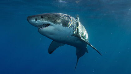 Underwater view of a great white shark swimming in the Pacific Ocean by Guadalupe Island, Mexico. Clear blue water, sunbeams and open sea create a cinematic wildlife moment.