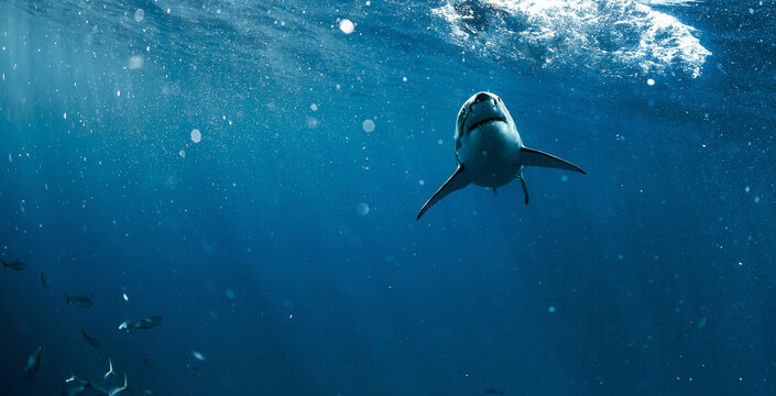 Great white shark in open ocean near Guadalupe Island, Mexico. Underwater photography of apex predator gliding through blue water with sunlight rays and dramatic marine atmosphere.