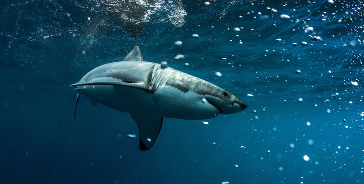 Great white shark in open ocean near Guadalupe Island, Mexico. Underwater photography of apex predator gliding through blue water with sunlight rays and dramatic marine atmosphere.