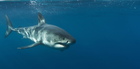 Wild great white shark underwater in the Pacific Ocean, Guadalupe Island, Mexico. Marine predator in clear blue sea with sunlight beams, realistic wildlife and ocean adventure scene.