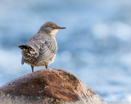 White-throated Dipper