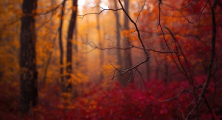 Obraz premium Blurred autumn woodland background producing suspenseful Halloween themed visuals