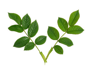 Fototapeta premium Symmetrical arrangement of green leaves with a dark background