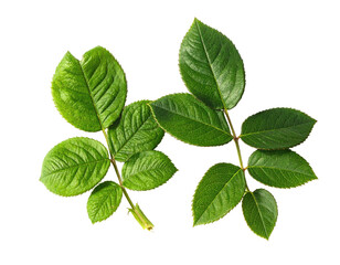 Fototapeta premium A set of vibrant green leaves with various textures, showcasing detailed veins and stems