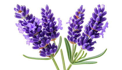 Obraz premium Close-up of delicate purple lavender flowers and green leaves on a stark black background