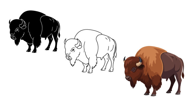 Set of three distinct American bison illustrations showcasing a detailed color version a solid silhouette and a clean outline drawing perfect for diverse design projects
