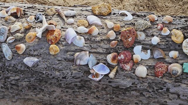 This shows a collection of seashells gathered on a log at a beach in Thailand. The shells vary in shape and color, resting on sand under a clear sky. The scene captures the beauty of nature.