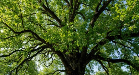 Obraz premium Close up of a tall oak tree flourishing with vibrant green foliage set in a sunny outdoor spring scene