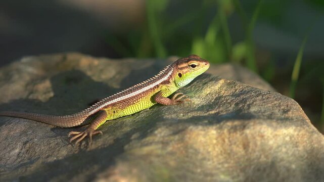 A vibrant lizard rests on a textured rock, with detailed scales and a green underbelly