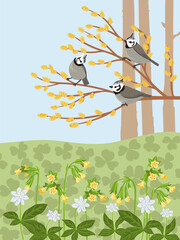 vector drawing spring landscape with birds, flowers and trees, crested tits at willow branch with catkins, primroses and chickweed-wintergreen, hand drawn illustration © cat_arch_angel