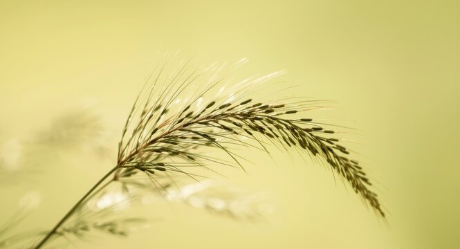 Close capture of panicum miliaceum plant with light yellow green backdrop