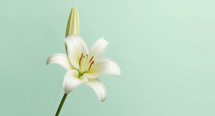 Fototapeta premium High key pastel mint background showing isolated lilly and copy space