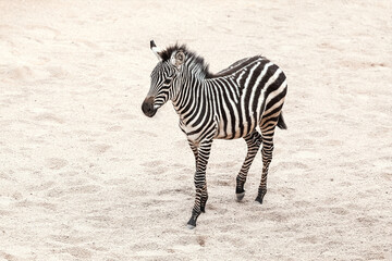 Obraz premium Zebra strides across pale sand, bold black and white stripes standing out sharply against the light background. Scene feels serene, likely within a reserve or zoo setting