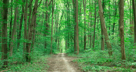 Naklejka premium green Forest trees. nature green wood sunlight backgrounds