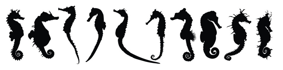  set seahorses and shell silhouette © Amidc