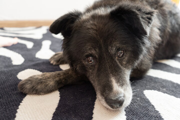 Senior black dog resting on patterned rug indoors in calm environment  