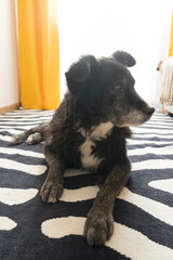 Elderly dog relaxing indoors with calm demeanor on patterned carpet  