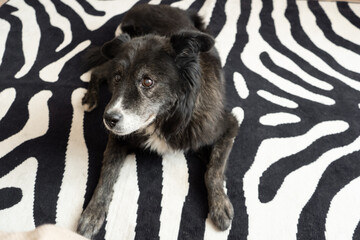 Elderly dog resting on zebra print rug in cozy indoor environment  