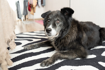 Senior black dog resting on a zebra rug indoors, looking calm  