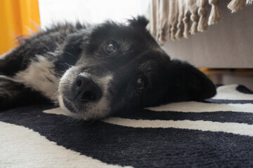 Senior dog lying on a carpet with calm expression and soft gaze  