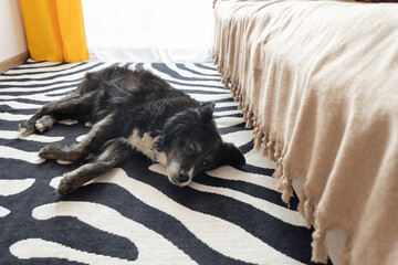 Elderly dog resting peacefully on zebra rug in cozy living room  